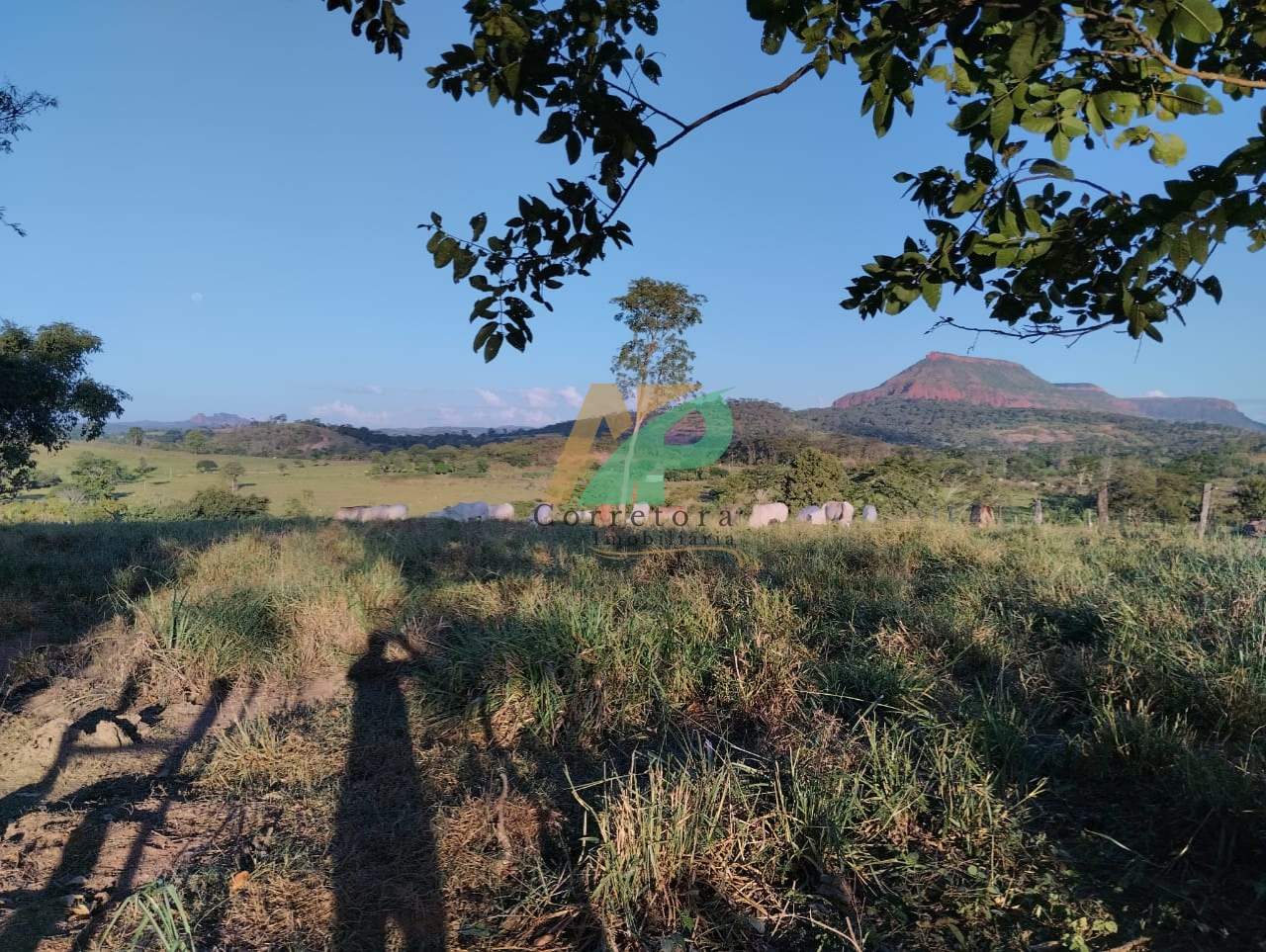 Fazenda, 25 hectares - Foto 13