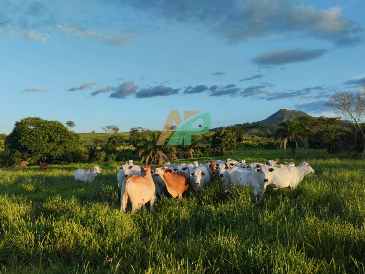 Fazenda, 25 hectares - Foto 3