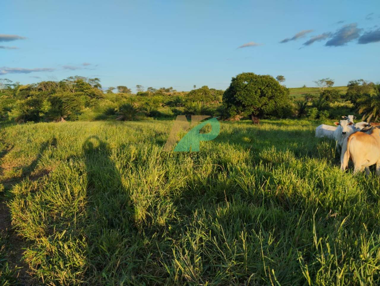 Fazenda, 25 hectares - Foto 5